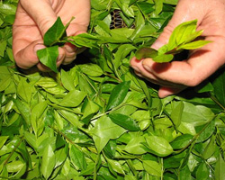 грузинский зеленый чай